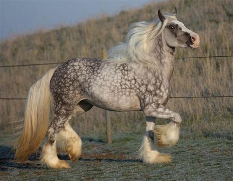 tinker_exotic_1|Tinker.